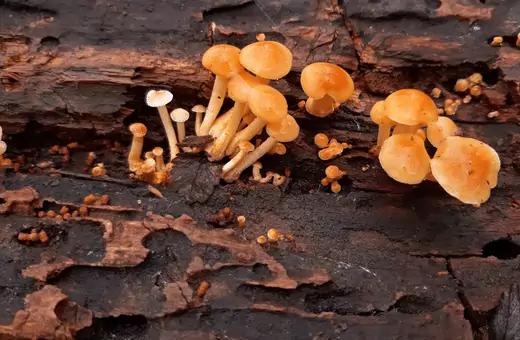meaning of yellow mushroom growing in bathroom